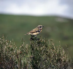Whinchat Gallery: Male Whinchate