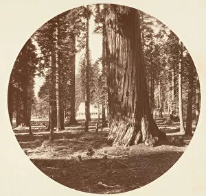 Sequoiadendron Giganteum Gallery: The Mammoth Grove Hotel from the Grove - Calaveras, ca. 1878