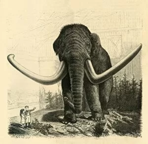 Scribner And Co Gallery: The Mammoth of St. Petersburg, 1883. Creator: Unknown