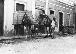 Man with camels, Las Palmas, Gran Canaria, Canary Islands, Spain, c1920s-c1930s(?) Man with camels, Las Palmas, Gran Canaria, Canary Islands, Spain, c1920s-c1930s(?)