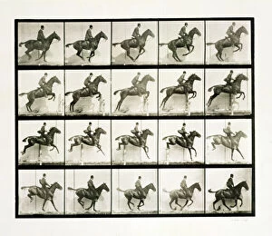 Action Collection: Man and horse jumping a fence, 1887 Artist: Eadweard J Muybridge
