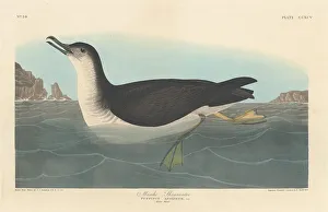 Manks Shearwater, 1836. Creator: Robert Havell Manks Shearwater, 1836. Creator: Robert Havell