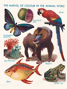 The Marvel of Colour in the Animal World, 1935 The Marvel of Colour in the Animal World, 1935