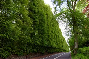 Battle Of Culloden Gallery: Meikleour Beech Hedge, Perthshire, Scotland