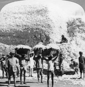 Men carrying baskets of cotton at an Indore cotton mill, India, 1900s Men carrying baskets of cotton at an Indore cotton mill, India, 1900s