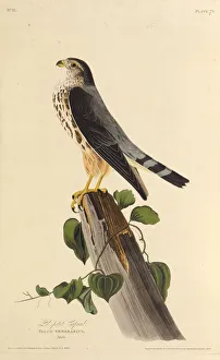 The merlin. From The Birds of America , 1827-1838. Creator: Audubon, John James The merlin. From The Birds of America , 1827-1838. Creator: Audubon, John James