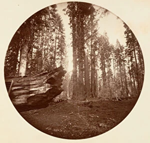 Sequoiadendron Giganteum Gallery: The Mother of the Forest From the Father of the Forest - Calavaras Grove, ca. 1878