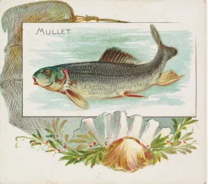Mullet, from Fish from American Waters series (N39) for Allen & Ginter Cigarettes Mullet, from Fish from American Waters series (N39) for Allen & Ginter Cigarettes