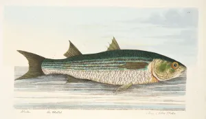The Mullet, from A Treatise on Fish and Fish-ponds, pub. 1832 (hand coloured engraving) The Mullet, from A Treatise on Fish and Fish-ponds, pub. 1832 (hand coloured engraving)
