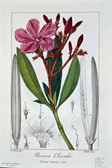 Nerium Gallery: Nerium Oleander, pub. 1836. Creator: Panacre Bessa (1772-1846)
