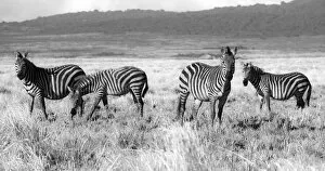 Ngorongoro Conservation Area 32 Collection: Ngorongoro Zebras. Creator: Viet Chu