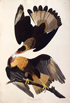 The northern crested caracara. From The Birds of America , 1827-1838. Creator: Audubon The northern crested caracara. From The Birds of America , 1827-1838. Creator: Audubon