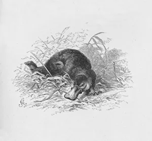 Ornithorhynchus Paradoxus, c1885, (1890). Artist: Robert Taylor Pritchett Ornithorhynchus Paradoxus, c1885, (1890). Artist: Robert Taylor Pritchett