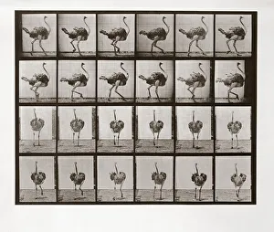 Ostrich Running, Plate 772 from Animal Locomotion, 1887 (photograph) Ostrich Running, Plate 772 from Animal Locomotion, 1887 (photograph)