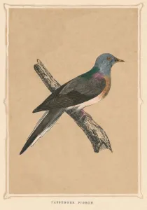Passenger Pigeon, (Ectopistes migratorius), extinct species, c1850, (1856) Passenger Pigeon, (Ectopistes migratorius), extinct species, c1850, (1856)