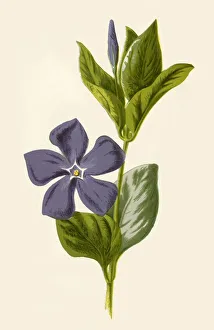 Periwinkle, 1877. Creator: Frederick Edward Hulme Periwinkle, 1877. Creator: Frederick Edward Hulme
