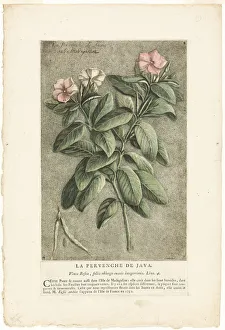 European Flower Illustrations Prints: The Periwinkle of Java, from Collection of Usual