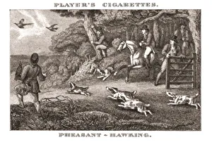 Samuel Howitt Prints: Pheasant-Hawking Print, 1924