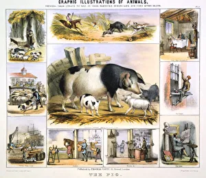 The Pig, c1850. Artist: Benjamin Waterhouse Hawkins The Pig, c1850. Artist: Benjamin Waterhouse Hawkins
