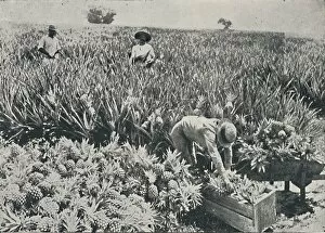 Cash Crop Gallery: Pine-Apple Plantation, 1916