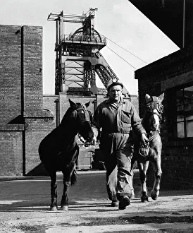 Pit ponies, South Yorkshire, 1967. Artist: Michael Walters Pit ponies, South Yorkshire, 1967. Artist: Michael Walters