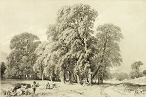 Plane Tree Gallery: Plane Trees, from The Park and the Forest, 1841. Creator: James Duffield Harding
