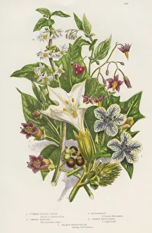 Biochemistry Gallery: Poisonous plants, c1885