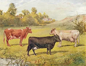 Polled Aberdeen and Ayrshire cows, 1902 (1910). Artist: WR Woods Polled Aberdeen and Ayrshire cows, 1902 (1910). Artist: WR Woods