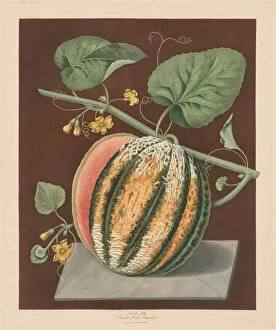 Hampton Court Palace Gallery: Pomona Britannica: No. 64 - Scarlet Flesh Romana Melon, 1812. Creator: George Brookshaw (British)
