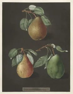 Pomona Britannica: No. 82 - Pears, 1807. Creator: George Brookshaw (British) Pomona Britannica: No. 82 - Pears, 1807. Creator: George Brookshaw (British)