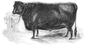 Prince Albert's Angus polled ox, 1844. Creator: Unknown Prince Albert's Angus polled ox, 1844. Creator: Unknown