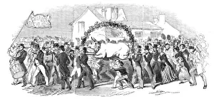 Procession of the ox, at Buckingham, 1844. Creator: Unknown Procession of the ox, at Buckingham, 1844. Creator: Unknown