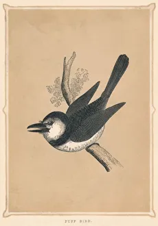 'Puff Bird', (Bucconidae), c1850, (1856). Artist: Unknown 'Puff Bird', (Bucconidae), c1850, (1856). Artist: Unknown
