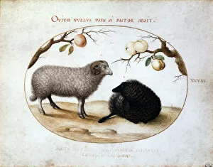 Black Sheep Gallery: Ram, Black Sheep and Two Apple Branches, 16th century. Artist: Joris Hoefnagel