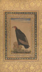 Red-Headed Vulture, Folio from the Shah Jahan Album, recto and verso: early 19th century Red-Headed Vulture, Folio from the Shah Jahan Album, recto and verso: early 19th century