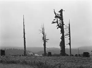 Wellingtonia Gallery: Redwood trees and stumps on redwood highway, Scotia, Humboldt County, California, 1939