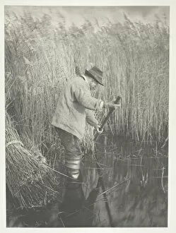 A Reed-Cutter at Work, 1886. Creator: Peter Henry Emerson