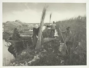 During the Reed Harvest, 1886. Creator: Peter Henry Emerson