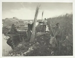 During the Reed Harvest, 1886. Creator: Peter Henry Emerson During the Reed Harvest, 1886. Creator: Peter Henry Emerson