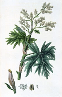 Rhubarb, 1823
