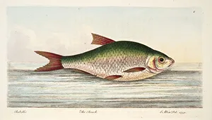 The Roach, from A Treatise on Fish and Fish-ponds, pub. 1832 (hand coloured engraving) The Roach, from A Treatise on Fish and Fish-ponds, pub. 1832 (hand coloured engraving)