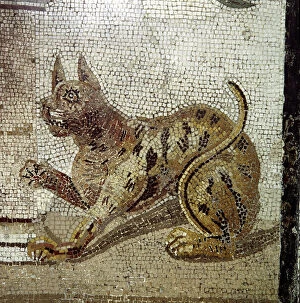 Archaeological Site Gallery: Detail from Roman mosaic showing a cat, Pompeii, Italy