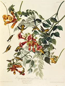 The ruby-throated hummingbird. From The Birds of America , 1827-1838. Creator: Audubon The ruby-throated hummingbird. From The Birds of America , 1827-1838. Creator: Audubon