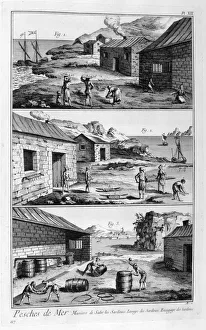 Salting, washing, packing sardines, 1751-1777 Salting, washing, packing sardines, 1751-1777