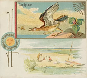 Related Images Gallery: Sandpiper, from the Game Birds series (N40) for Allen & Ginter Cigarettes, 1888-90