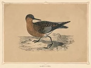 Related Images Gallery: Sandpiper, (Scolopacidae), c1850, (1856)