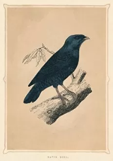 Satin Bowerbird Gallery: Satin Bird, (Ptilonorhynchus violaceus), c1850, (1856)