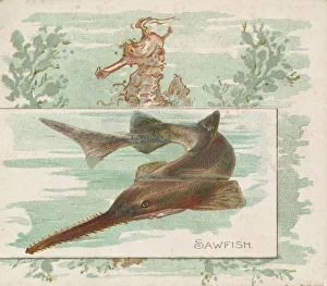Sawfish, from Fish from American Waters series (N39) for Allen & Ginter Cigarettes Sawfish, from Fish from American Waters series (N39) for Allen & Ginter Cigarettes