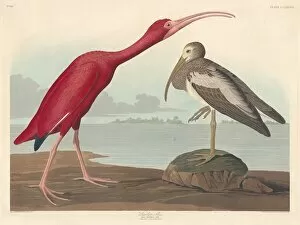 Scarlet Ibis, 1837. Creator: Robert Havell