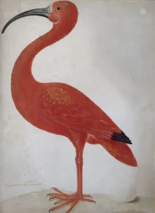 Scarlet Ibis with an Egg, um 1700 Scarlet Ibis with an Egg, um 1700